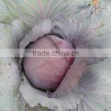 Chinese Fresh Cabbage thumbnail-1