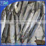 new fishing spanish mackerel fish for sale frozen whole round wholesale