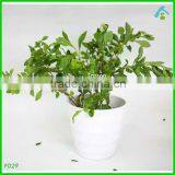 White Balcony Pot , White Plant Pots thumbnail-1