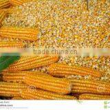 Yellow Corn - Animal Feed thumbnail-1