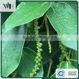 Cambodia Best Grade Black Pepper 550gl/500gl for Black Pepper Extract thumbnail-4