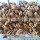 Vietnam Black Cardamom Wholesale