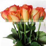 Supply Good Quality Fresh Cut Natural Rose Flowers From Plants Base thumbnail-2