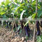 Linong Eggplant Seeds for Plant,sale Seeds thumbnail-1