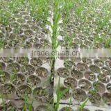 434 Cell, 353 Cell Colorful PVC Rice Seedling Tray Type thumbnail-3