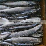 New Catching Frozen Pacific Saury 120-140 1# Size Hot Sale thumbnail-1