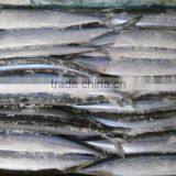 New Catching Frozen Pacific Saury 120-140 1# Size Hot Sale thumbnail-2