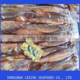 Frozen WR Illex Squid for Bait