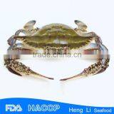 Frozen Blue Swimming Crab Factory Price thumbnail-3
