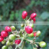 CISSAMPELOS PAREIRA thumbnail-1