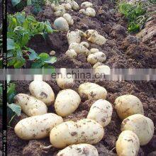 Potato Garlic Harvester Machine Potato Harvester Machine thumbnail-5