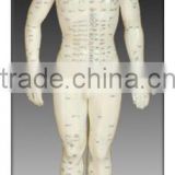 Male acupuncture model 50cm
