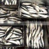 Scombor Japonicus Frozen Pacific Mackerel Multiple Size Light Catch Land Frozen, Unit Size: 4-5pcs/kg, 8-10pcs/kg thumbnail-1
