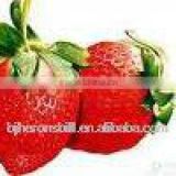 Strawberry puree concentrate