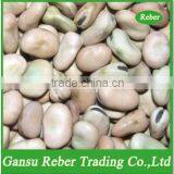 Broad/Fava Beans Qinghai or Gansu Origin