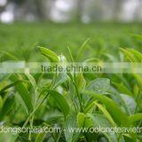 Viet Nam High Mountain Jin Xuan Oolong Tea thumbnail-2