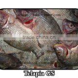 TILAPIA GS (Tilapia Mossambica) thumbnail-1