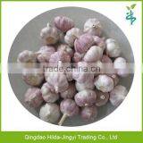 Fresh Garlic Fresh Red Garlic