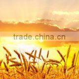 Potassium Humate Organic Fertilizer for Industry Petroleum Driling thumbnail-5