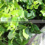 Home and Outdoor Decoration Synthetic Cheap Artificial Vertical Green Grass Wall E10 21X10 thumbnail-6