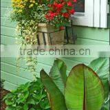 Iron Flower Window Box (LMW_12P07)