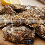 Korean Tongyeong Fresh Live Pacific Oyster(Whole Shell Oyster / Half Shell Oyster) thumbnail-1