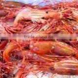 Live Spot Prawn thumbnail-3