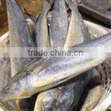 2016 Good Quality Frozen Mahi Mahi Whole Round