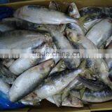 Cheap Sardine Sea Fish thumbnail-2