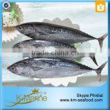 New Caught And Healthy Frozen Bonito With Prices thumbnail-3