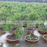 Syzygium Buxifolium Bosnai S Shape thumbnail-1