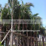Cocos Nucifera Palms Tree thumbnail-2
