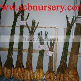 Pachira Bonsaic thumbnail-1