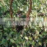 Bamboo U-shape Hoops Made of Bamboo Stick for Agriculture Plant thumbnail-3