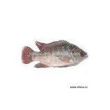 Sell Frozen Tilapia, Gutted and Scaled thumbnail-1
