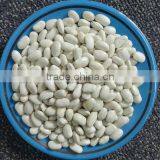 Square White Kidney Beans