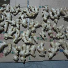 Inspection Service China for Gingers thumbnail-1