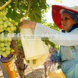 Factory Price Different Size Fruit Growing Bag thumbnail-5