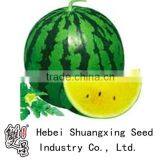 Xinlan Chinese Crystal Yellow and Red Flesh Hybrid Watermelon Seeds
