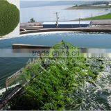 Broken Cell Chlorella Powder in Bulk Natural Spirulina/chlorella Powder Lose Weight & Keep Fit/ Protein 55% thumbnail-1