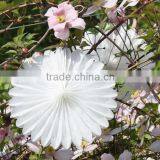 Party Decoration Rainbow Paper Fan Rosettes