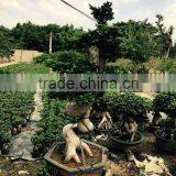 Large Plants Decoration Ficus