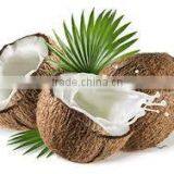 Coconut Milk in Can High Fat From Vietnam thumbnail-2