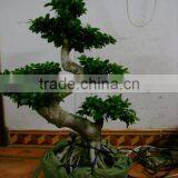 H45cm -120cm S-shaped indoor plants Ficus Microcarpa bonsai