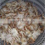 Frozen Sand Crab thumbnail-1
