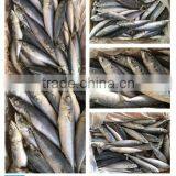 250g Best Price Frozen Pacific Mackerel Fish thumbnail-2