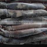 Live Fresh Squid in Can thumbnail-1