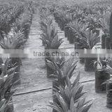 Sprinkler Hose Laser Drilled for Oil Palm Nursery thumbnail-1