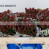 HYPERICUM COCO MAGNIFCO thumbnail-1