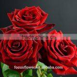 For Hotels/Offices/Wedding Flower Natural Fresh Cut Flowers Roses Black Magic Flower From Kunming thumbnail-1